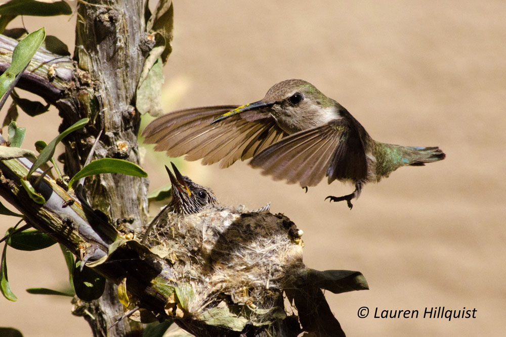 Hummingbirds from backyards and beyond